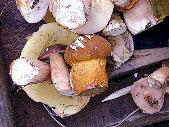 Ryska Klondike där svamp växer: Primorsky Krai