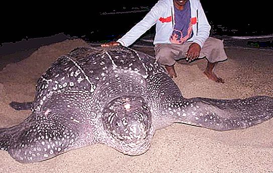 Največja želva na svetu - kaj je to?