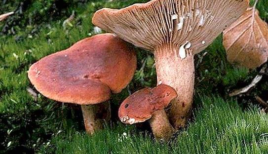 Edible Mushrooms: False Breasts