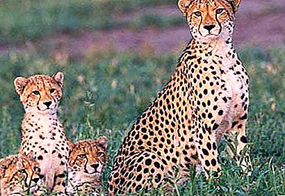 Spôsob lovu charakteristický pre geparda. Dĺžka skoku geparda