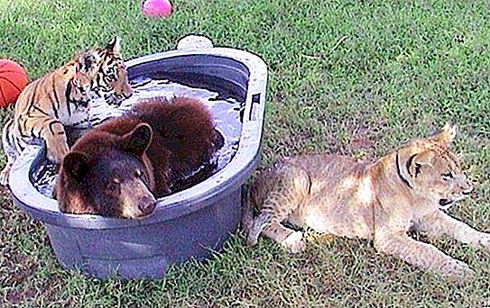 Tre venner: en tiger, en bjørn og en løvinne har bodd sammen i 15 år