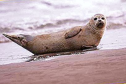 Types of seals. How many species of seals exist