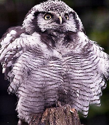 Hawk owl: description and photo
