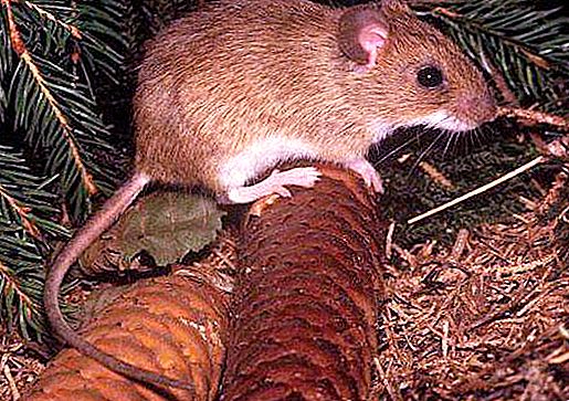 Mysz z żółtymi gardłami: opis i zdjęcie