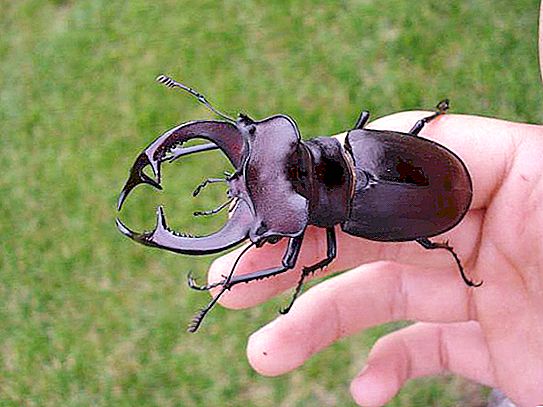 Stag beetle (Red Book): allmän information, näring, reproduktion, bevarande status
