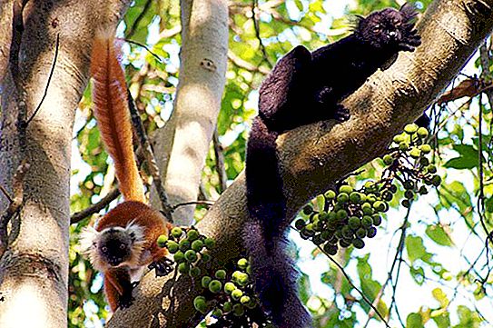Svart lemur: biologisk beskrivelse av arten, foto. Lemurkokk.