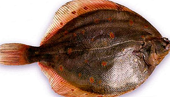 Black Sea flounder: foto og beskrivelse