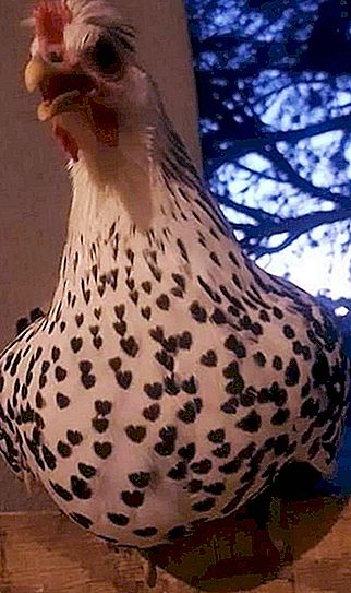 Wonders of nature. Wonder chicken, covered with hearts, conquered the Internet (photo)