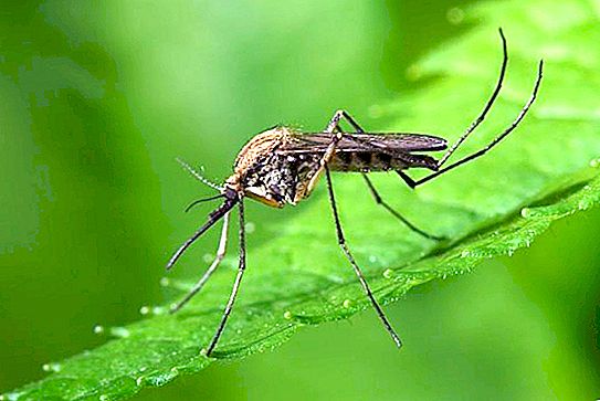 Låt oss ta reda på vad myggor fruktar