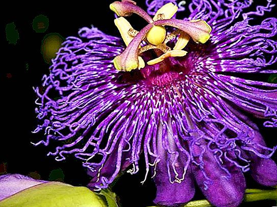 פרחים אקזוטיים: יופי ומקוריות בבית
