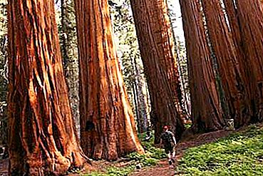 Sequoia gigante: foto. Dove cresce la sequoia gigante?
