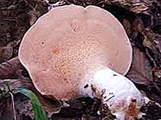 Ciuperca galbenă de mure: descriere și habitat