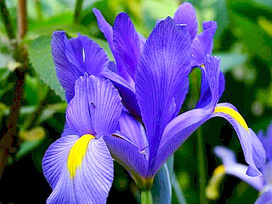 Iris Nederlandse ui: planten en verzorgen, kenmerken en beoordelingen