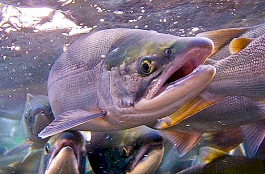 Как живеят рибите от сьомга