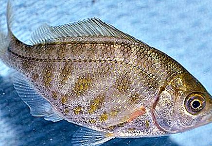 Τι είδους ψάρι τρώει; Πειθαρχικά ψάρια στη λίμνη. Θαλασσινό ψάρι