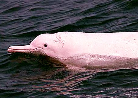 الدلفين الأبيض الصيني: الوصف وأسلوب الحياة