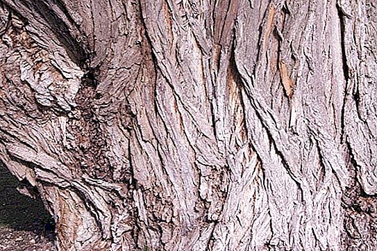 Kulit pohon willow: sifat yang berguna dan kontraindikasi