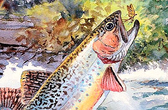 ฟีดสำหรับปลาเทราท์: องค์ประกอบคุณสมบัติและขั้นตอนของการให้อาหาร
