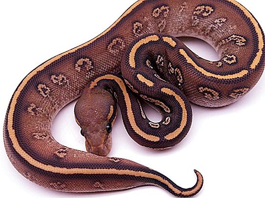 Koninklijke python: beschrijving, inhoud in het terrarium