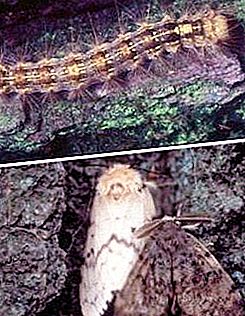 Unmatched silkworm - one of the most dangerous pests