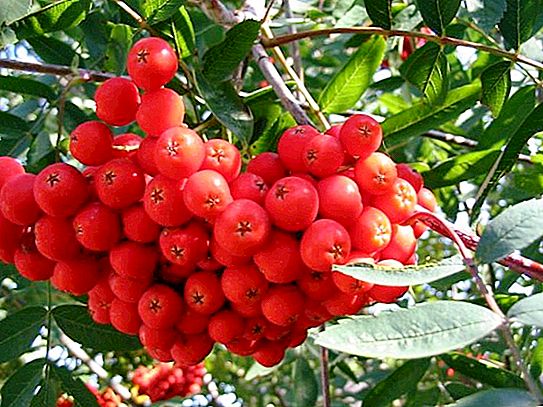 Nevezhinsky mountain ash - accidentally discovered miracle tree