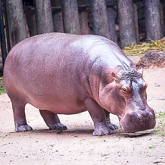 Per què un hipopòtam es diu "cavall de riu"?