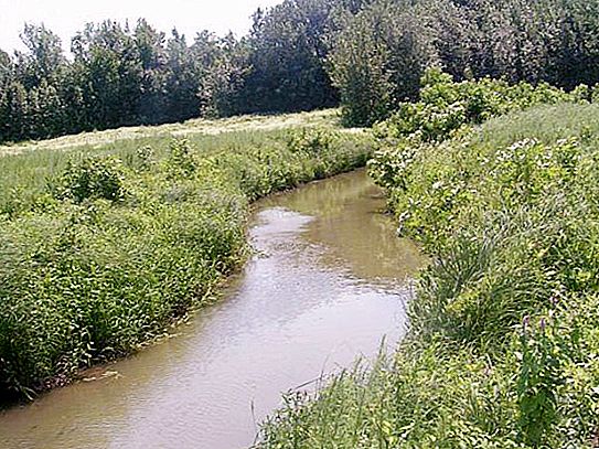 Floodplain meadows: description, characteristics. Vegetation and soil of floodplain meadows
