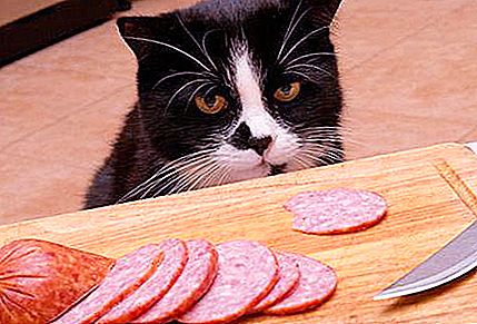 Proverbe "Un chat sait dont la viande a mangé", ce qui signifie et qui ils disent