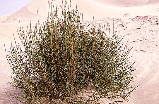 Púštna rastlina Saxaul. Saksaul: kvitnúci púšť