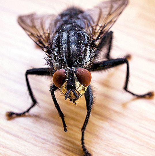 Penyebaran lalat: organ pembiakan, peletakan telur, perkembangan larva dan kitaran hidup