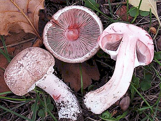 Eine Vielzahl von Champignons - wie unterscheidet man essbare und giftige Pilze?