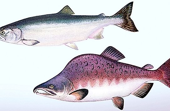 أسماك الشرق الأقصى: الأنواع والأسماء والصور