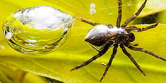 Най-интересните факти за паяците: описание, видове и характеристики
