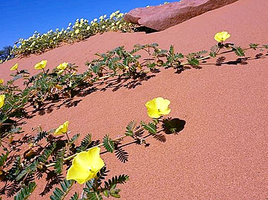 The most beautiful flowers of the desert