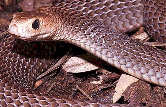 Les serpents les plus dangereux d'Australie: photo et description