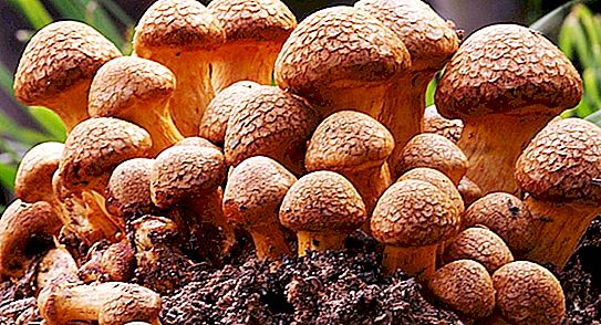 森林中的可食用蘑菇：名称和描述。 双重蘑菇：可食用和不可食用