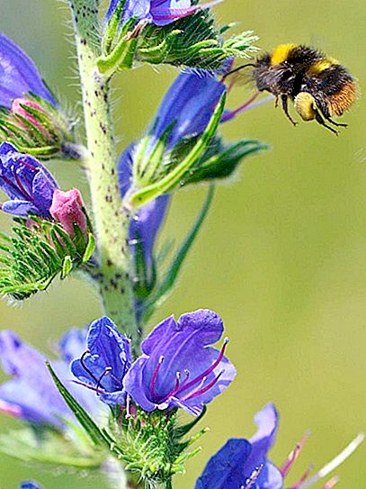 Los abejorros prefieren una dieta baja en calorías: un nuevo estudio