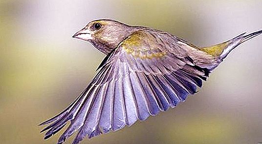 Zelenushka - erdei madár