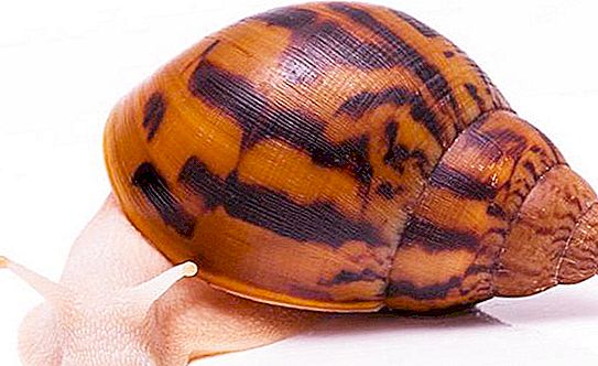 Achatina - ang pinakamalaking snail sa buong mundo