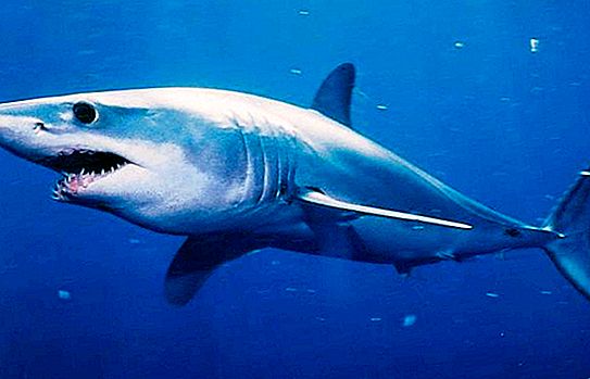 Shark-mako: foto og beskrivelse. Mako angrep hastighet