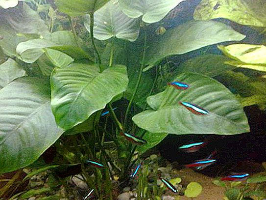 Anubias akvariumplante: inneslutningsforhold