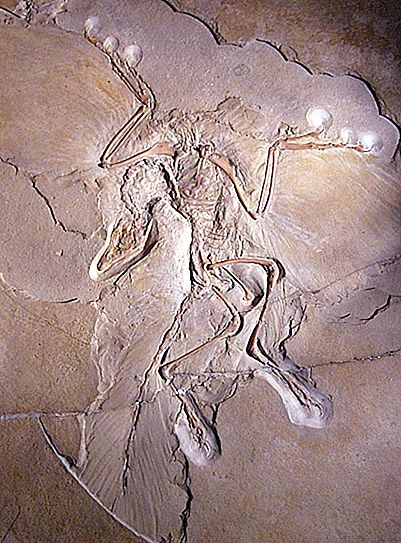 Το Archeopteryx είναι Περιγραφή Πτηνών, Χαρακτηριστικά