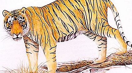 Balinesischer Tiger - ausgestorbene Unterart