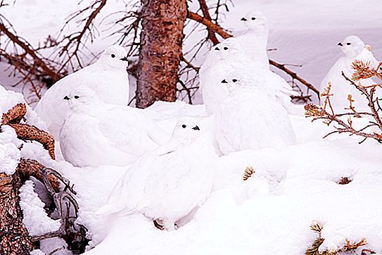 Keklik Beyaz: yaşadığı yerde fotoğraf ve açıklama