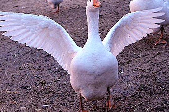 White geese: breed description, habitat and photo