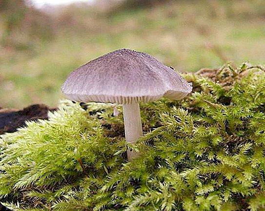 Hvad du har brug for at vide om farlige svampe