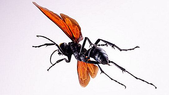 रोड wasps और उनके विवरण