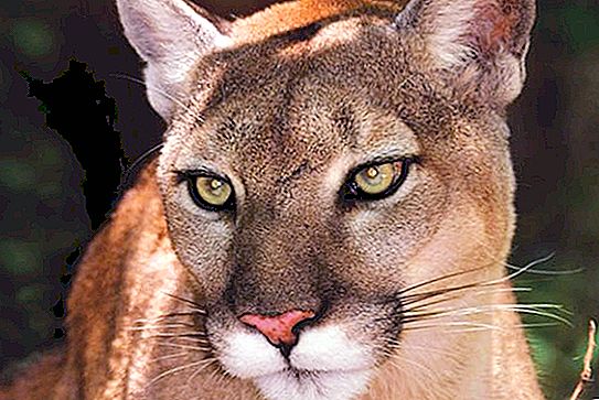 Puma da Flórida: descrição e foto