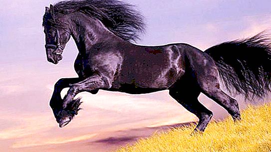 Frasologism "mörk häst". Betydelse, historik och användning