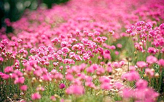 Clover pink: proprietà medicinali e metodi di raccolta di una pianta utile